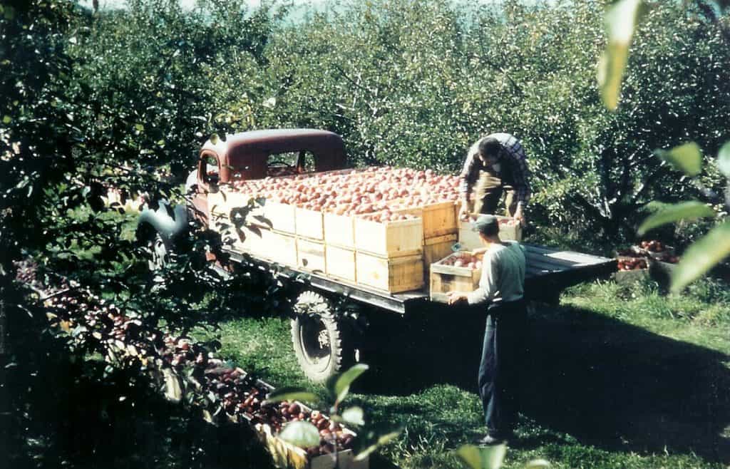 green mountain orchards old time picking