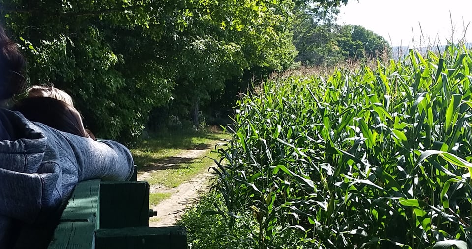 Hathaway Farm & Corn Maze