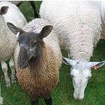 Vermont Sheep & Wool Festival