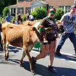 2019 Strolling of the Heifers