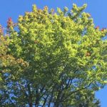 09/06/19 - Early Foliage at Red Clover Inn - by Vicky Tebbetts