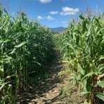09/11/19 - Corn Maze near Stoweflake - byTera Dacek