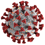 Coronavirus / COVID-19
