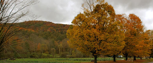 Foliage on Rt103 near Shrewsbury on 9-30-20 by Renee Smith