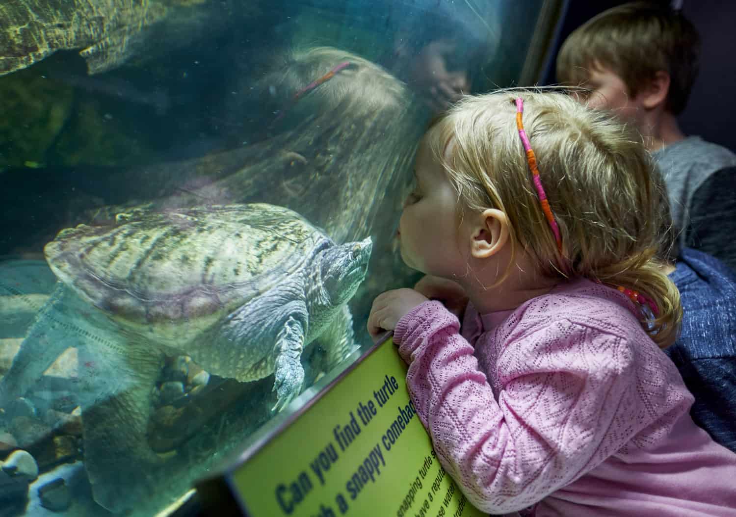 ECHO, Leahy Center for Lake Champlain - Kids looking at Turtles