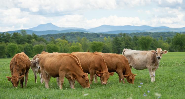 Shelburne Farms - Cows