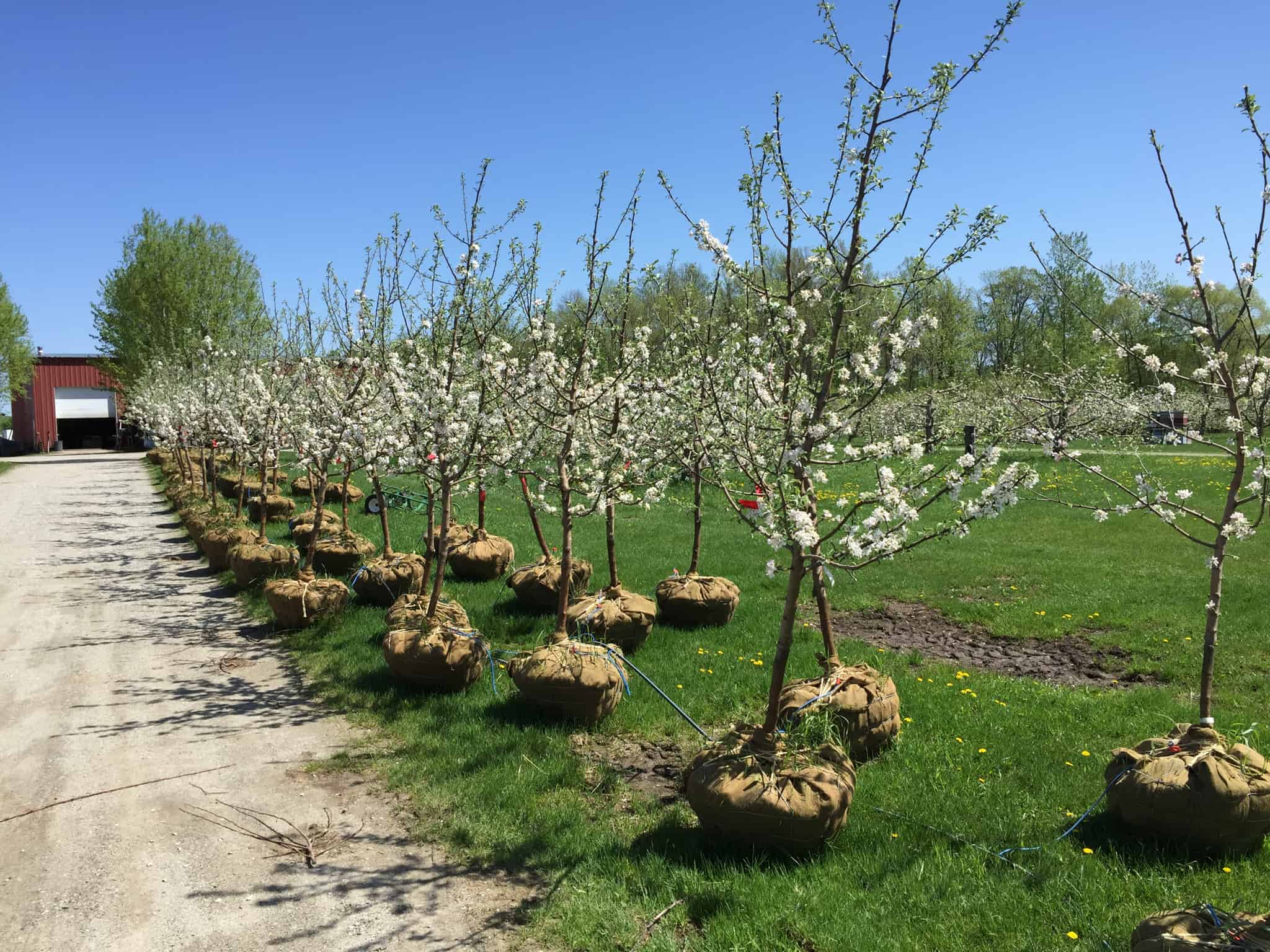 Shelburne Orchards - Apple Trees for Sale