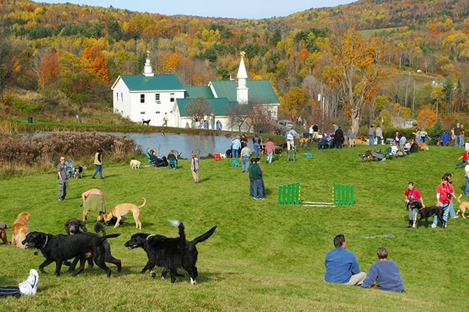 Dog Mountain - Outdoor Dog Party