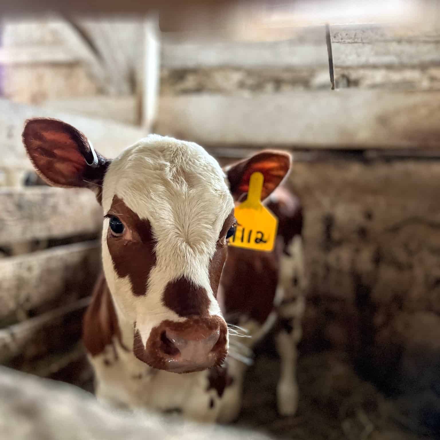 von Trapp Farmstead Cheese Cow