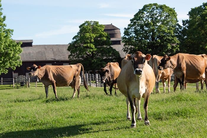 Billings Farm and Mueum - Jersey Cows