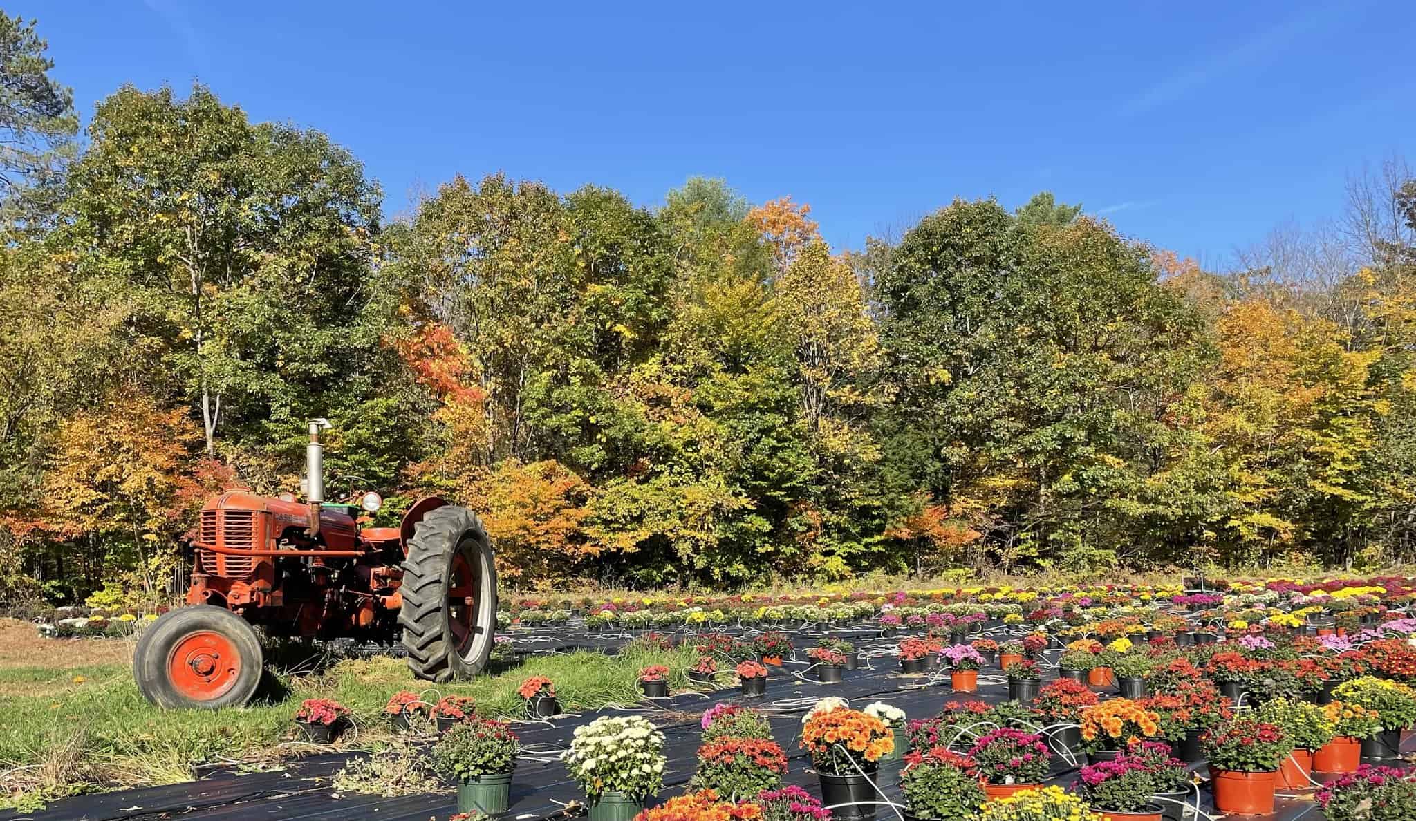 Dutton Berry Farm - Fall Tractor and Flowers
