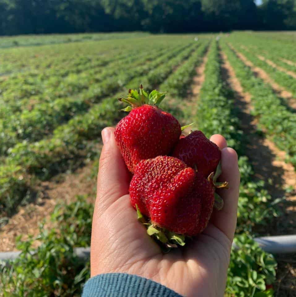 Dutton Berry Farm - Hand Holding Strawberries