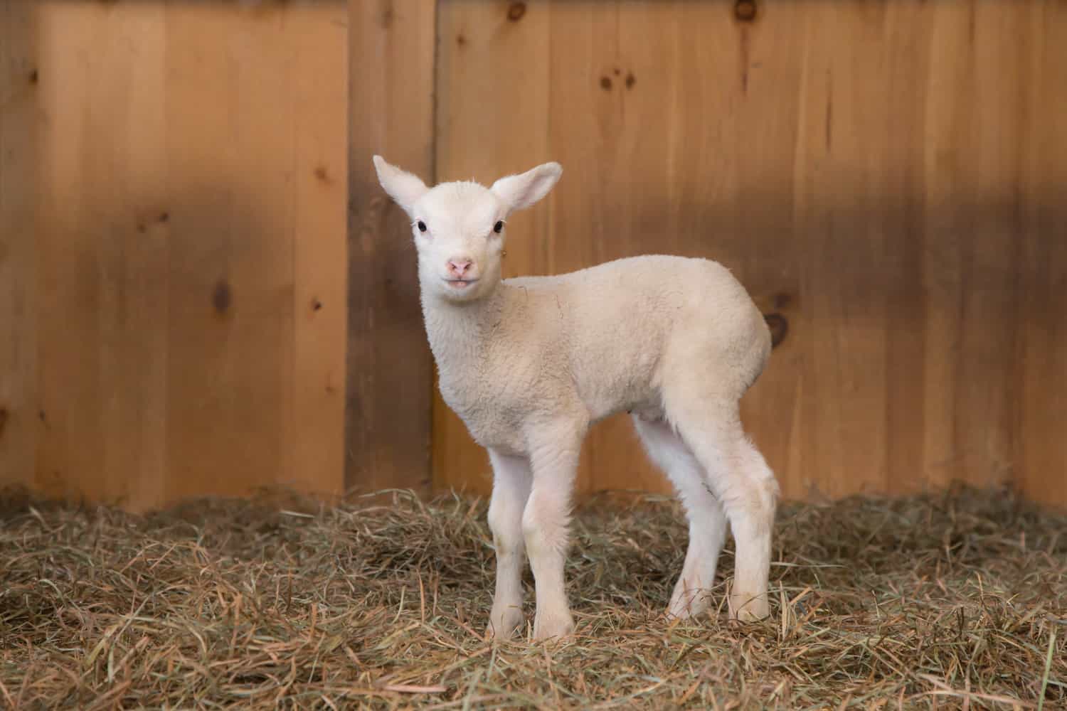Fat Sheep Farm & Cabins Baby Lamb in Barn