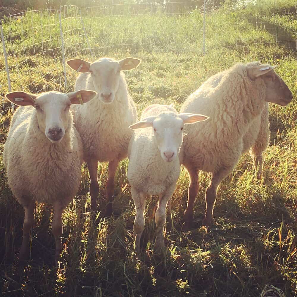 Fat Sheep Farm & Cabins Family of Sheep