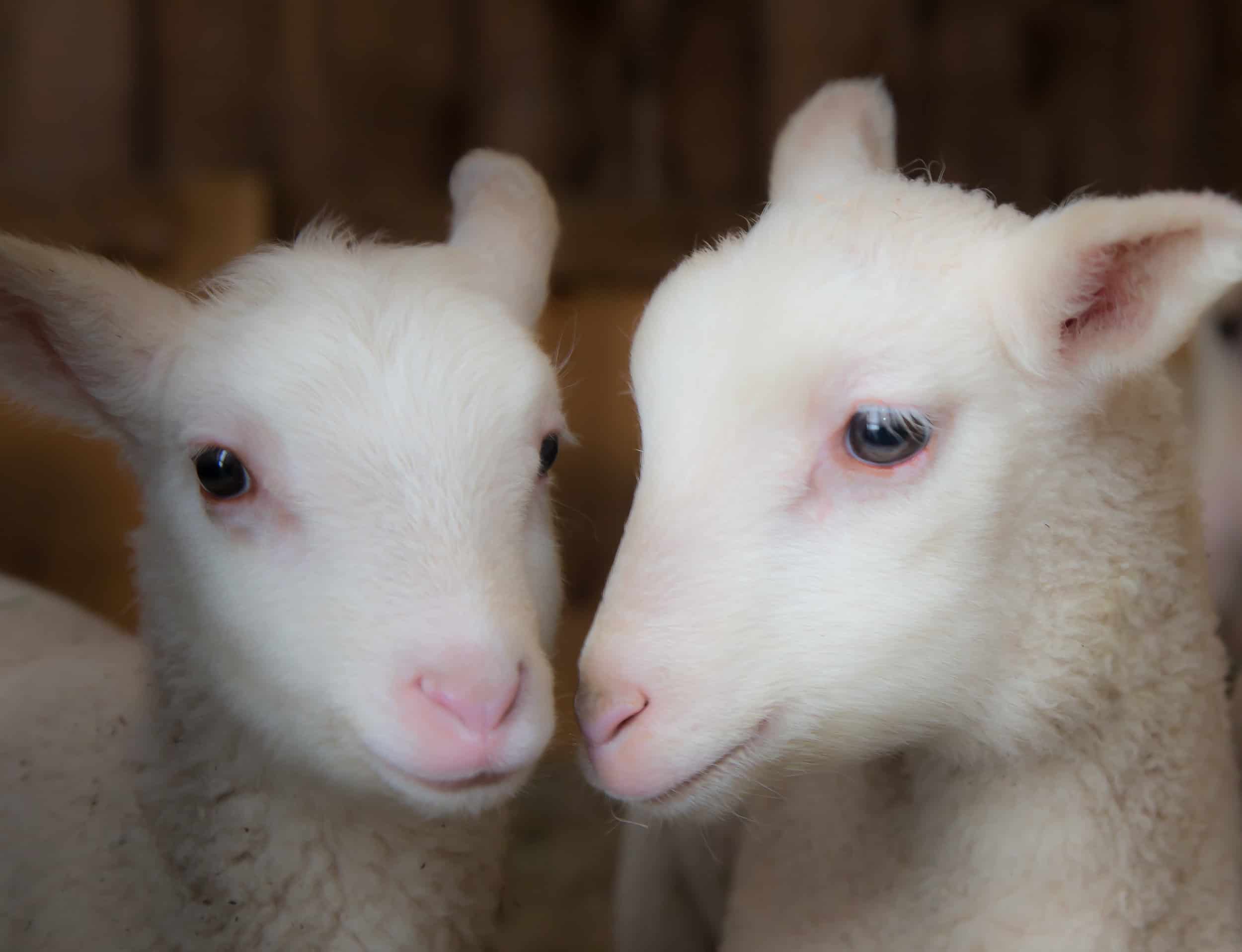 Fat Sheep Farm & Cabins Two Lambs