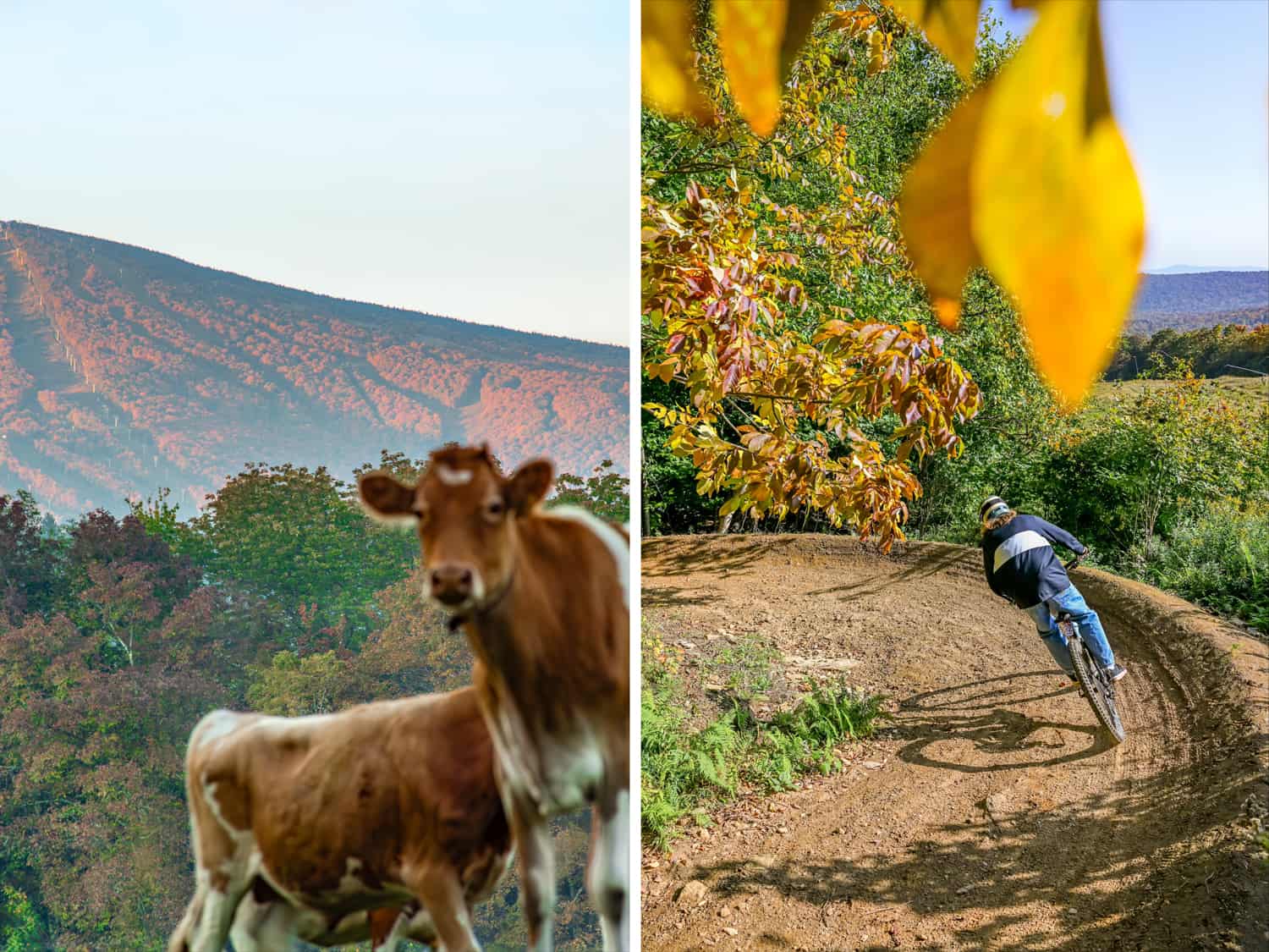 Stratton-Mountain-Resort-Fall-Foliage-Cow-and-Mountain-Biking-Combo