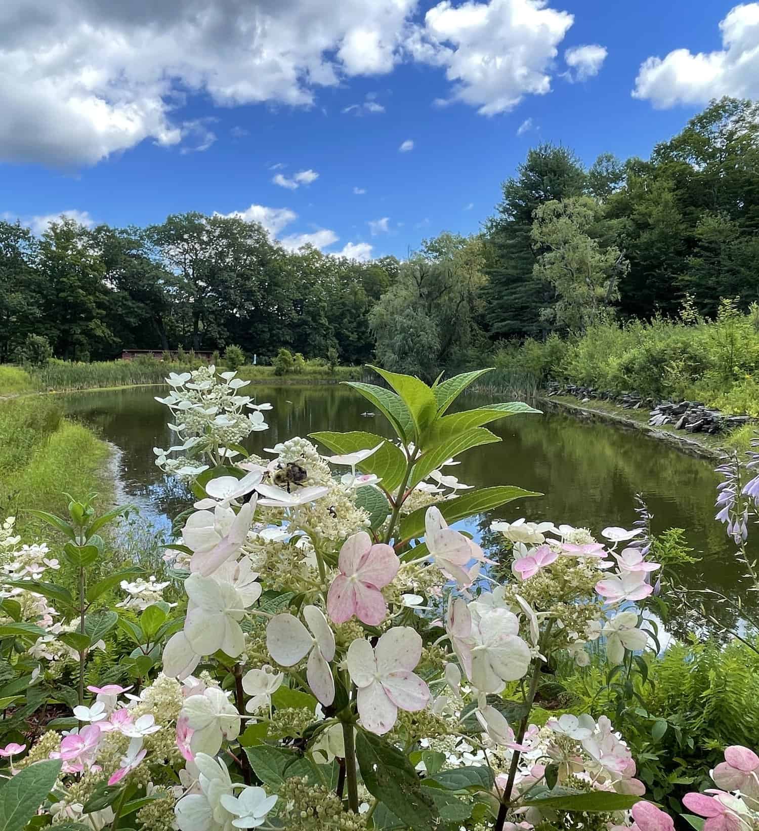 Willow VT Exterior Pond and Summer Flowers with Bee