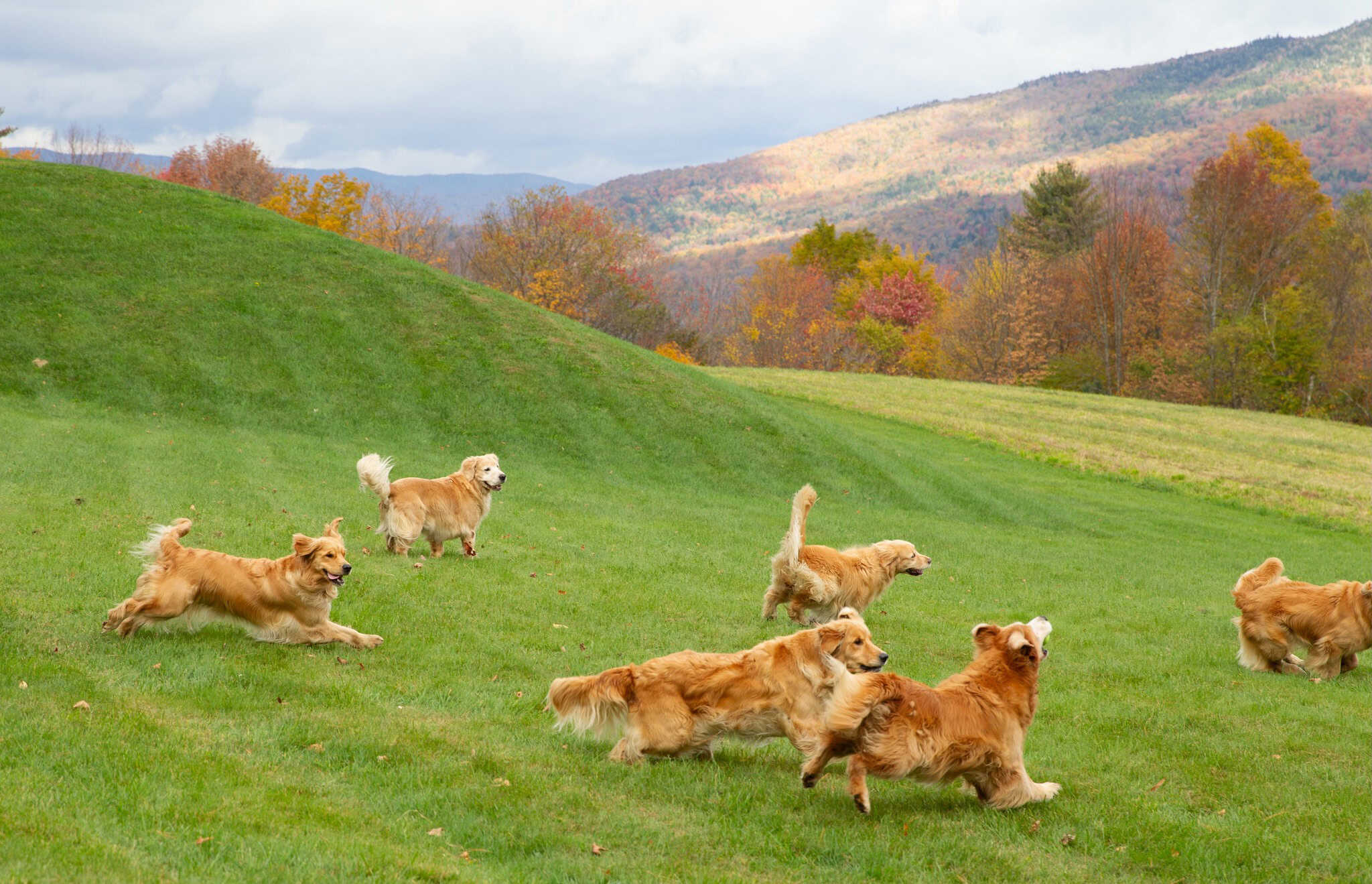 Smugglers Notch Resort Golden Dog Farm Foliage