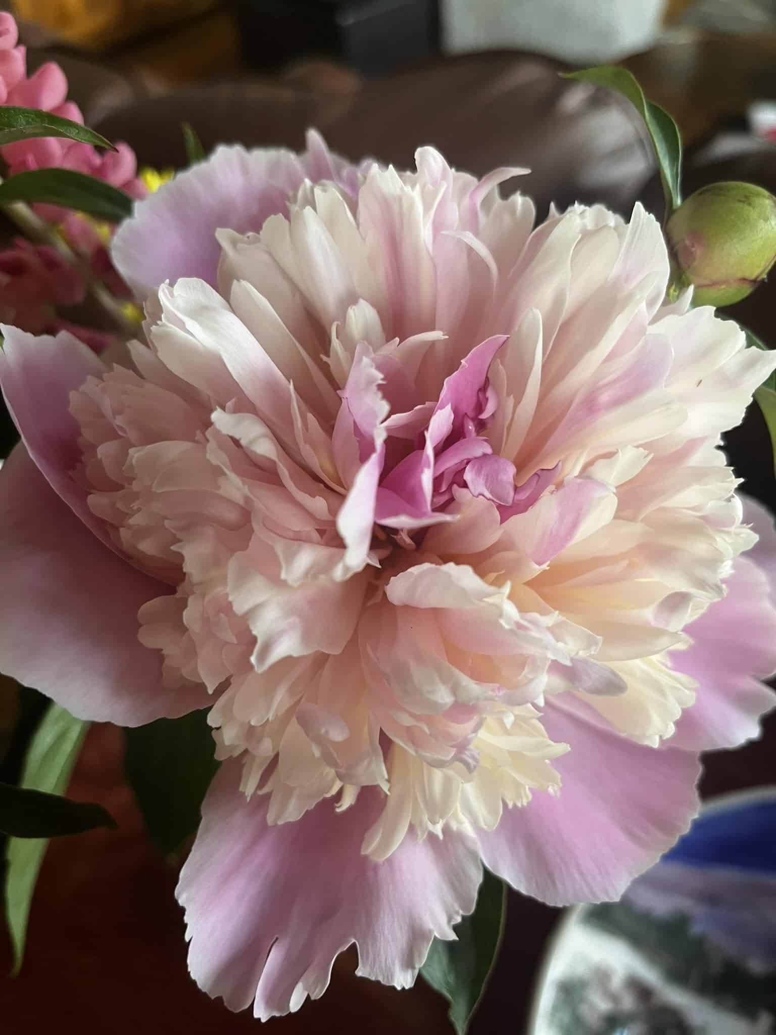 Garden Club of Manchester Flower
